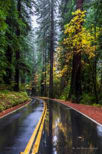 Autumn, Avenue of the Giants-1751.jpg Autumn, Avenue of the Giants-1751.jpg